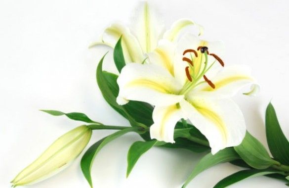 Покретање Награде Даринка Гортан Премк за младе лексикологе